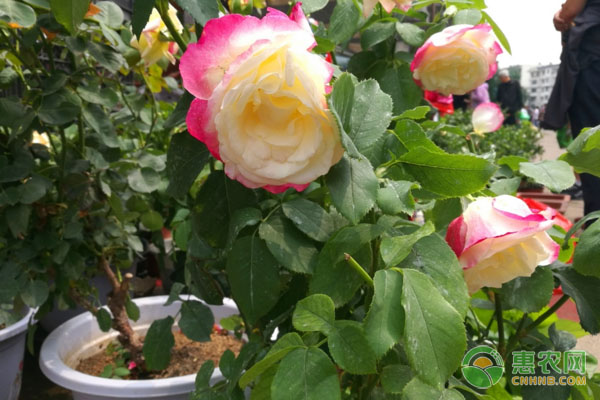 月季花怎么种？-图片版权归惠农网所有