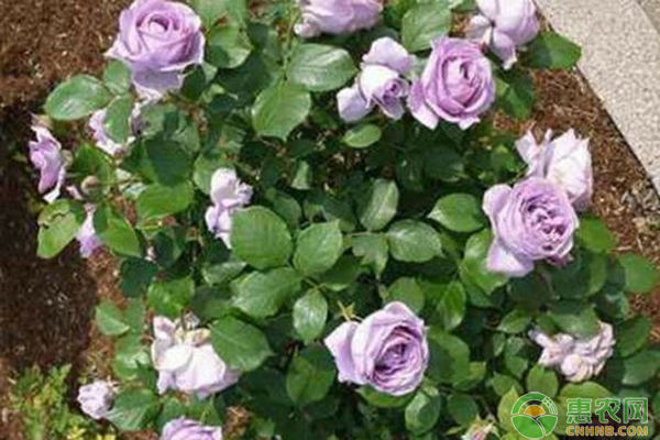 月季花怎么种？-图片版权归惠农网所有