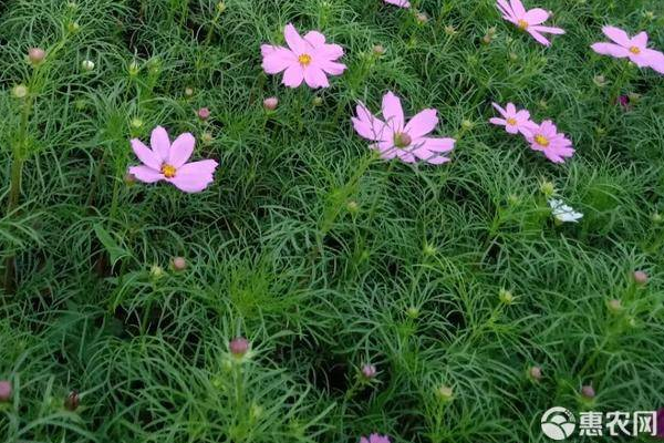 波斯菊怎么种？-图片版权归惠农网所有