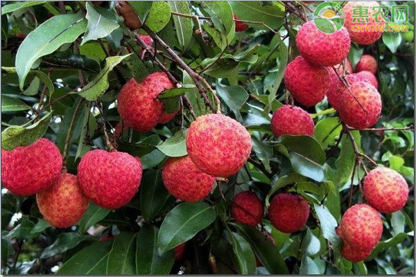 荔枝怎么种？-图片版权归惠农网所有