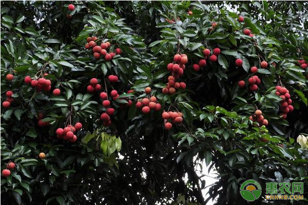 荔枝怎么种？-图片版权归惠农网所有