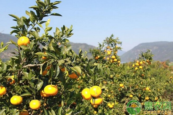 桔子树怎么种？-图片版权归惠农网所有