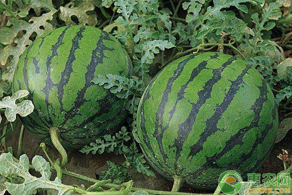 怎么种西瓜？-图片版权归惠农网所有