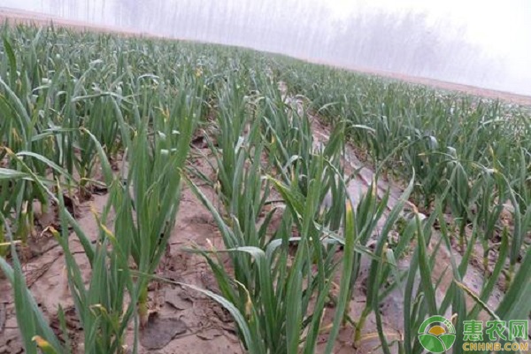 独蒜是怎么种出来的？-图片版权归惠农网所有