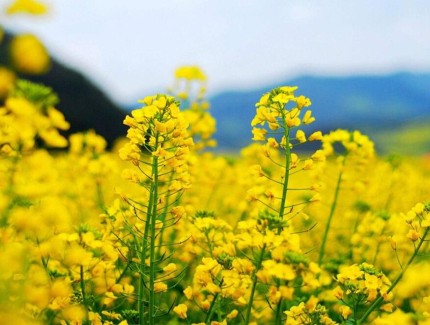 江淮冬油菜抗湿应急飞播技术意见